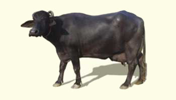 Murrah buffaloes