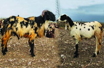 Macherla sheep